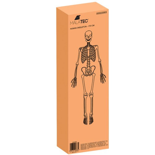 Žmogaus skeletas – 170cm Malatec 22583