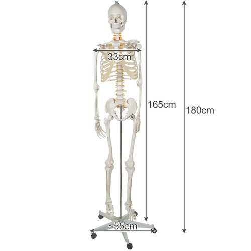 Žmogaus skeletas – 170cm Malatec 22583