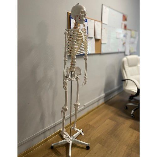 Žmogaus skeletas – 170cm Malatec 22583