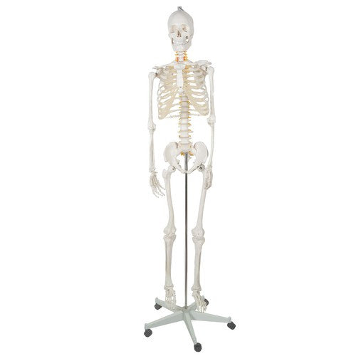 Žmogaus skeletas – 170cm Malatec 22583