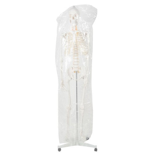 Žmogaus skeletas – 170cm Malatec 22583