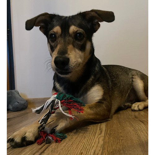 Kalėdinė dovana šuniui - Purlov 22637 žaislai