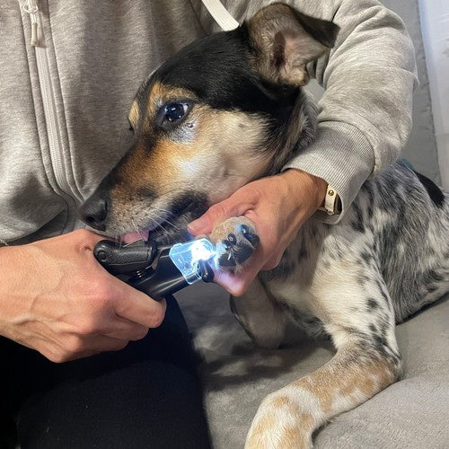 Purlov 24739 šunų/katių nagų kirpimo mašinėlė