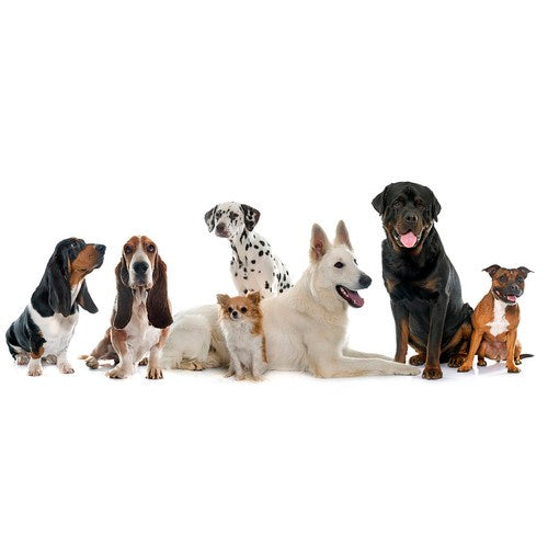 LED šviesos reguliuojama apykaklė Purlov 24200