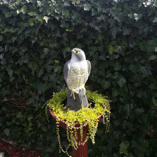 Paukščių baidyklė – sakalas 23421