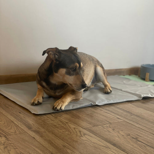 Aušinimo kilimėlis gyvūnams 90x50cm Purlov 25531