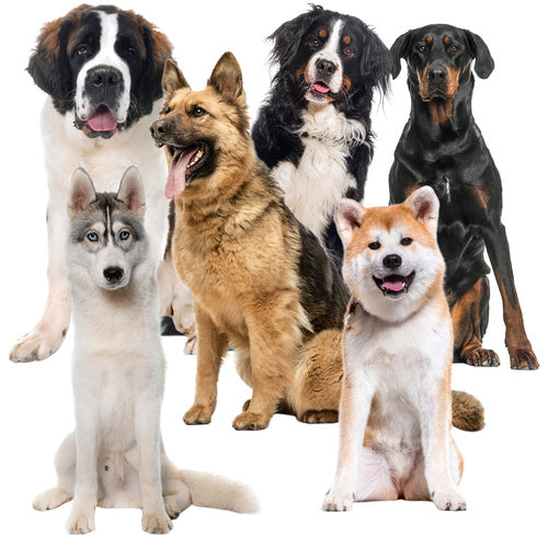 Aušinimo kilimėlis gyvūnams 110x70cm Purlov 25536