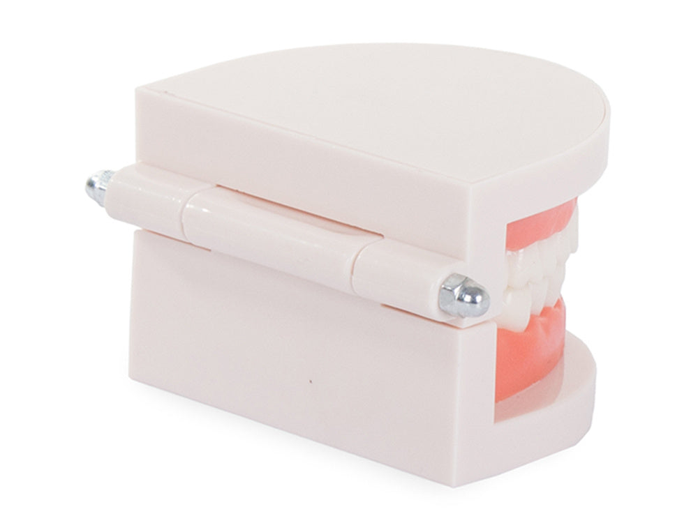 Dantų modelis žandikaulio dantys dantys