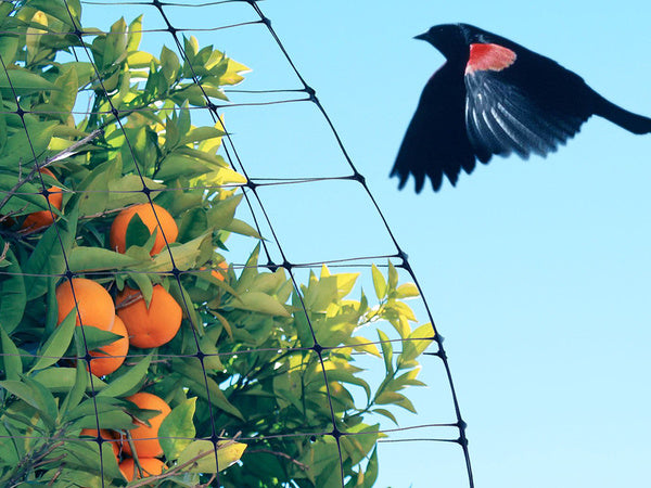Paukščių tinkleliai paukščių tinkleliai stiprūs 4x6m