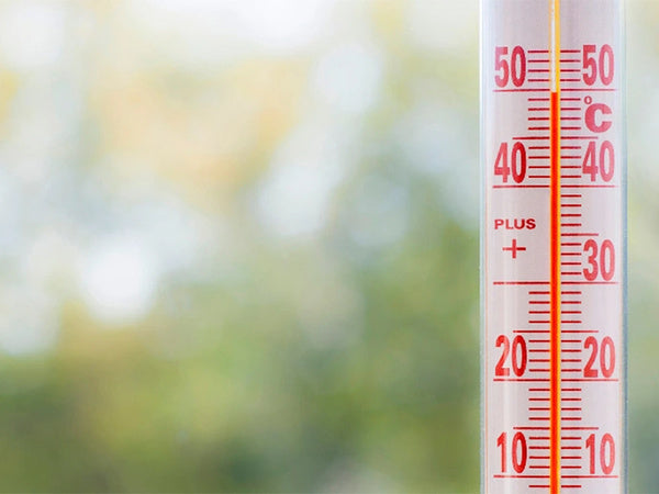 Lauko lango sieninis termometras ilgas