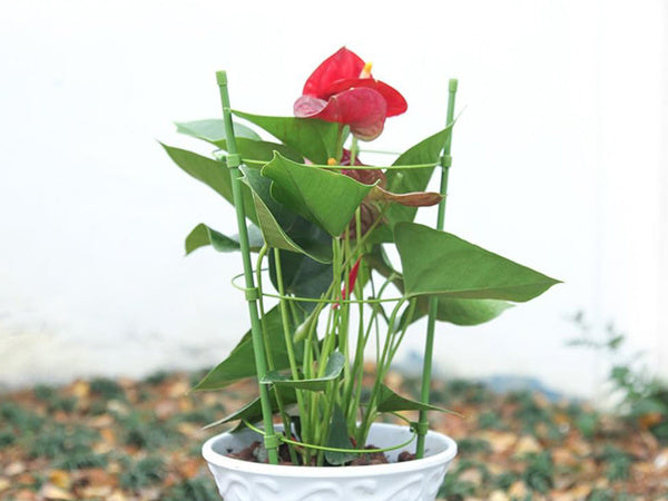 Gėlių žiedas augalų atrama apvalus