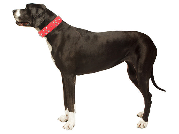 Dygliuotas šunų antkaklis iš ekologiškos odos, reguliuojamas xl