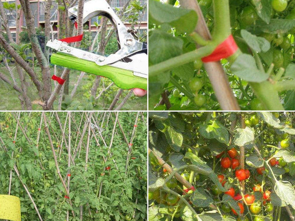 Augalų segtukas sodo siaurapjūklis pomidorų vynmedžių rišiklis