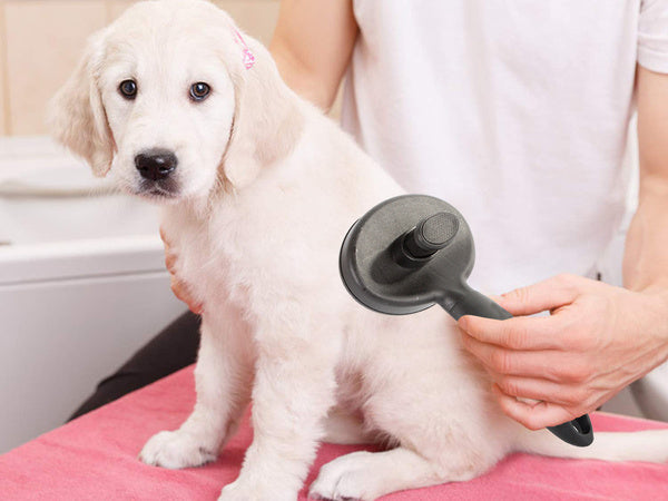 Šuns plaukų šepetys katės savaime išsivalančios viliojimo šukos