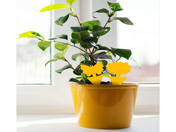 Geltoni lipdukai geltoni lipnūs žvynuotiems vabzdžiams, vaisinėms muselėms 12 vnt.