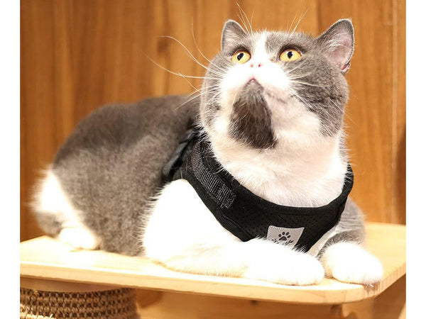 Minkštas minkštas stiprus atšvaitas xs bespaudžiantys vaikščiojimo diržai šunims katėms triušiams minkštas stiprus atšvaitas xs, Juoda, Szín, Fekete