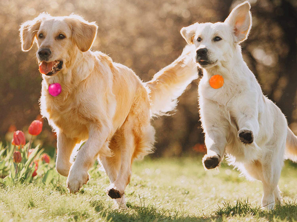 Vadovaujama apykaklės šviesa šunų apykaklės pakabukas katė apykaklės šviesa, Oranžinė, Szín, Narancs