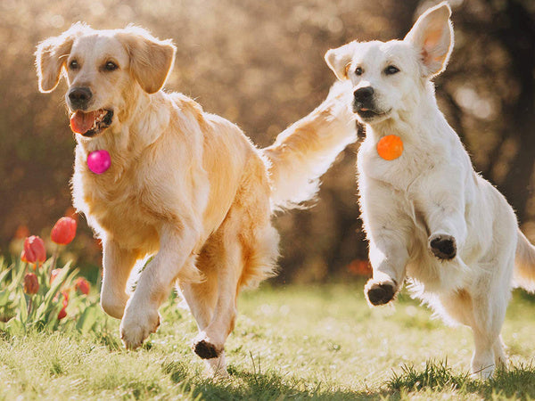Vadovaujama apykaklės šviesa šunų apykaklės pakabukas katė apykaklės šviesa, Oranžinė, Szín, Narancs