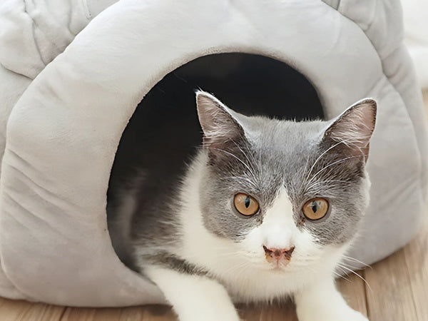 Pliušinis lovos kokonas šuniui katė minkšta pagalvė patalynė pūkuota, Pilka, Szín, Szürke