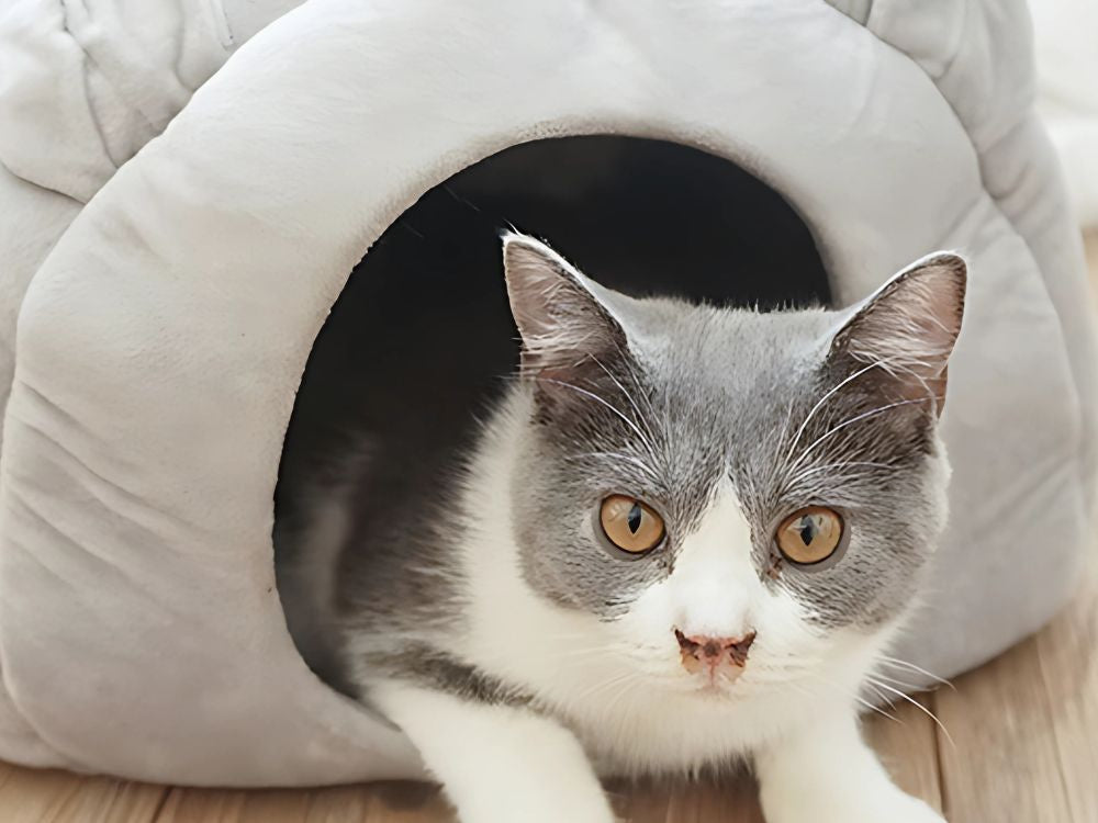 Pliušinis lovos kokonas šuniui katė minkšta pagalvė patalynė pūkuota, Pilka, Szín, Szürke