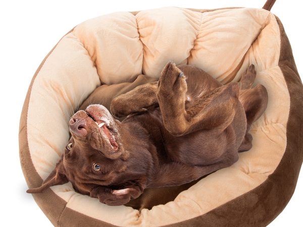 Pliušinė lova pagalvėlė šuniui žaidimų aikštelė katei minkšta sofos patalynė, Ruda, Szín, Barna