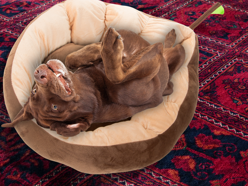 Pliušinė lova pagalvėlė šuniui žaidimų aikštelė katei minkšta sofos patalynė, Ruda, Szín, Barna