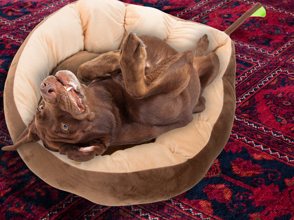 Pliušinė lova pagalvėlė šuniui žaidimų aikštelė katei minkšta sofos patalynė, Ruda, Szín, Barna