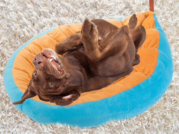 Pliušinė lova pagalvėlė šuniui žaidimų aikštelė katei minkšta sofos patalynė, Mėlyna, Szín, Kék