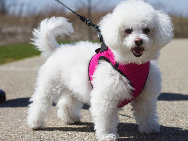 Automatinis 5 m stiprus pavadėlis šuniui iki 15 kg su užraktu stiprus ilgas, Mėlyna, Szín, Kék