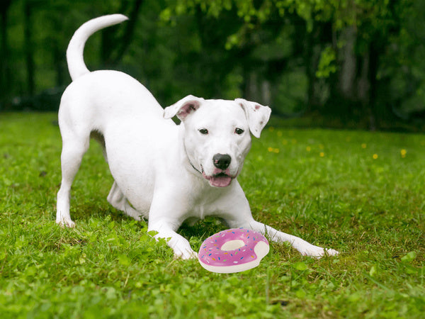 Žaislas šuniui, katei guminis kramtukas kramtyti guminis pumpuras kramtukas