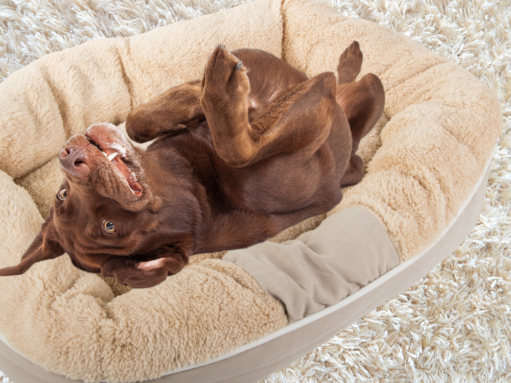 Pliušinė šunų žaidimų aikštelė lova minkšta pagalvėlė sofos patalynė pūkuota, Smėlio spalvos, Szín, Bézs