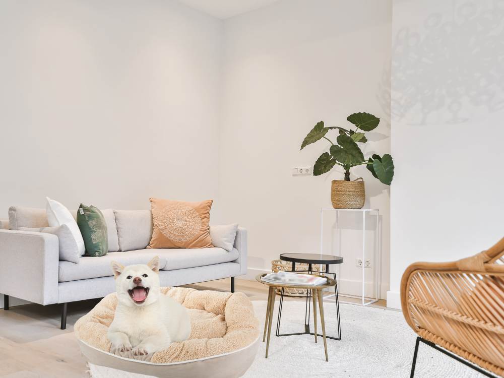 Pliušinė šunų žaidimų aikštelė lova minkšta pagalvėlė sofos patalynė pūkuota, Smėlio spalvos, Szín, Bézs