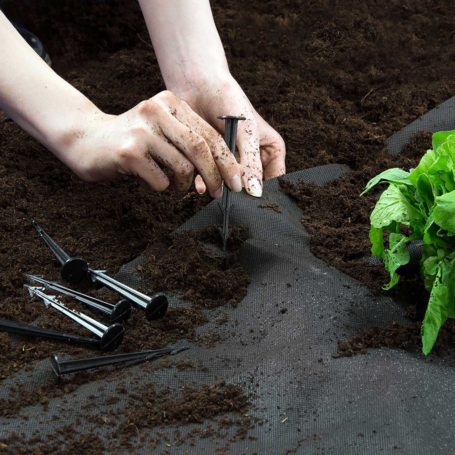 1 m x 50 m + 50 spygliuočių Plonos - juoda