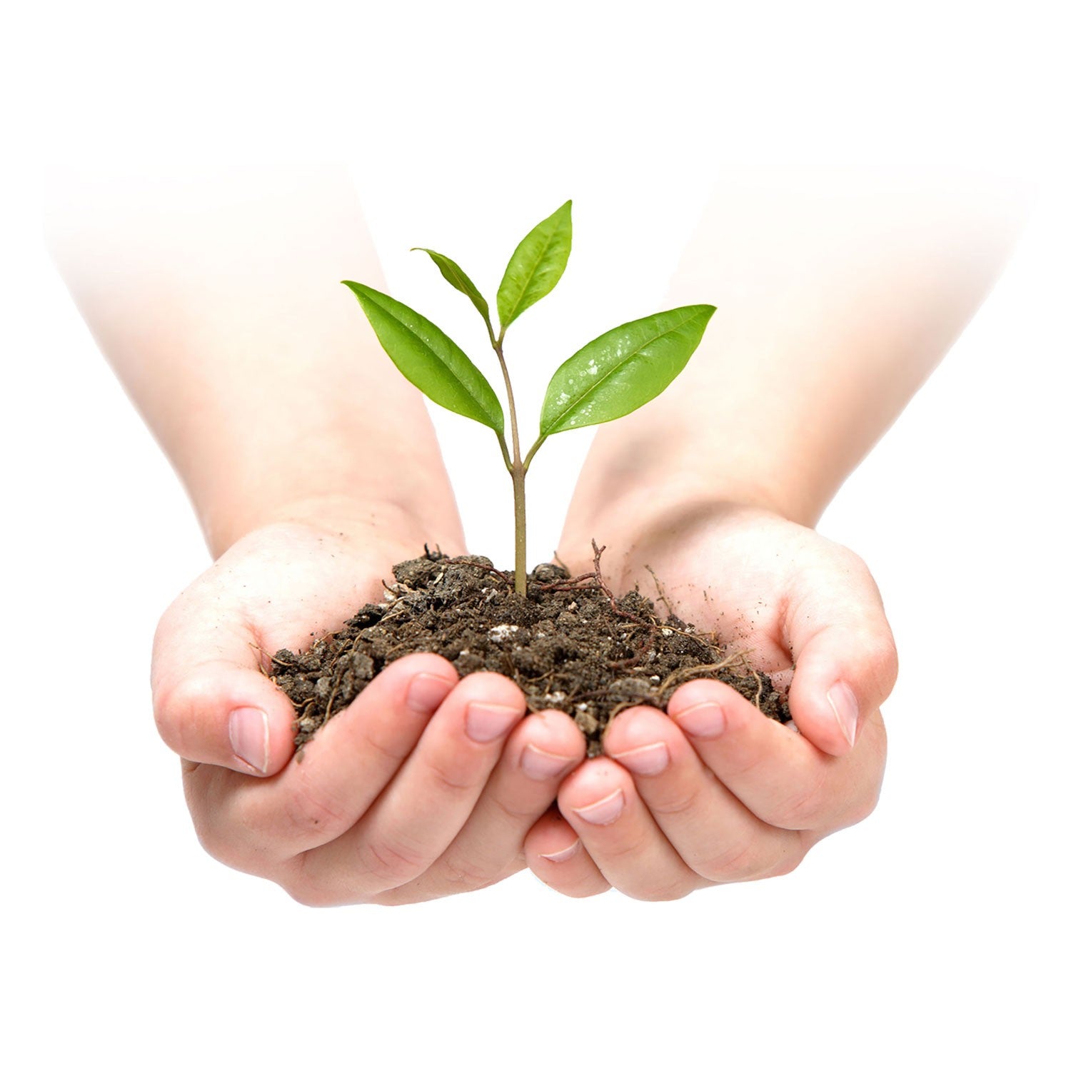 1 m x 75 m + 100 spygliuočių Plonos - juoda