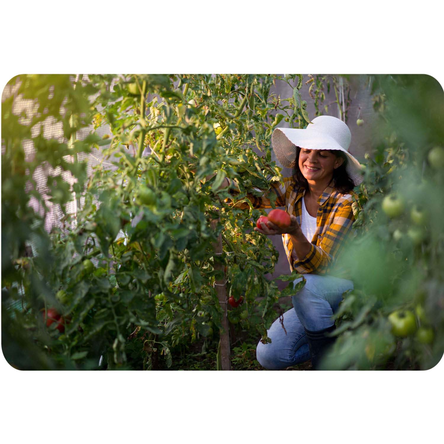 2 x 3 m (6 m2) rožinis Plonos sodas