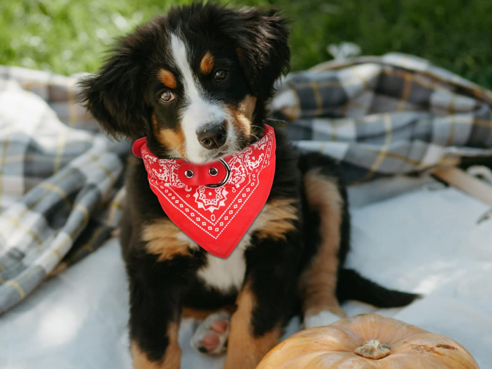 Šunų apykaklė su bandana šunims katėms l