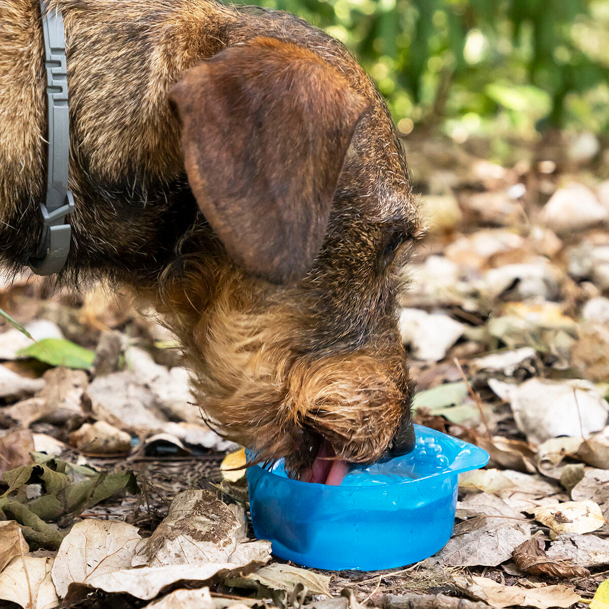 Du viename butelis su vandens ir maisto skyriais gyvūnams Pettap InnovaGoods