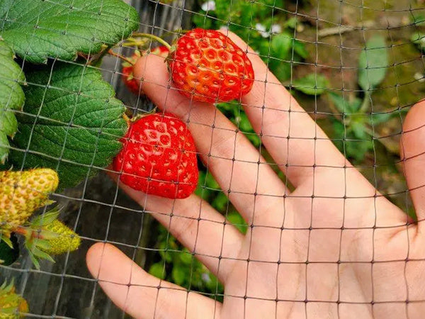Paukščių tinkleliai paukščių tinkleliai stiprūs 4x6m