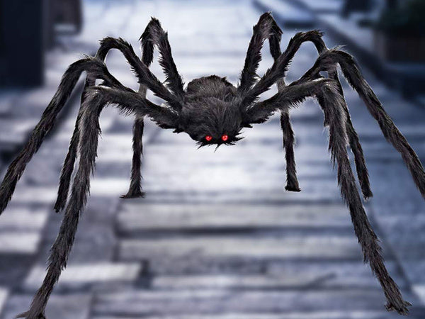 Helovino voras milžiniškas tarantulas dekoracijos