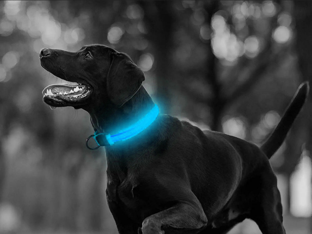 Led šviesos šviesos tamsos apylankas šuns ir katėms reguliuojamas 59cm, Mėlyna, Szín, Kék