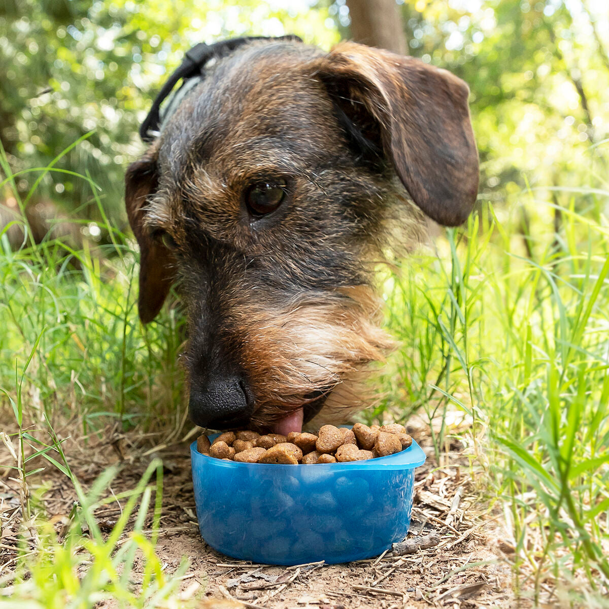 Du viename butelis su vandens ir maisto skyriais gyvūnams Pettap InnovaGoods